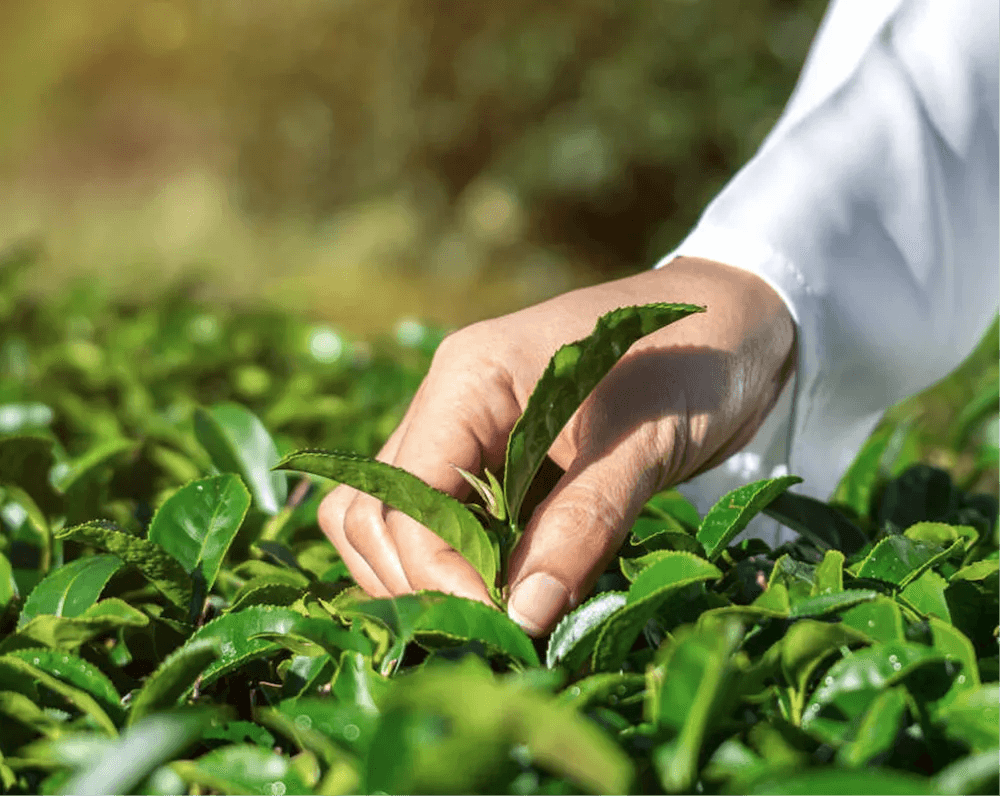 FERTILIZERS