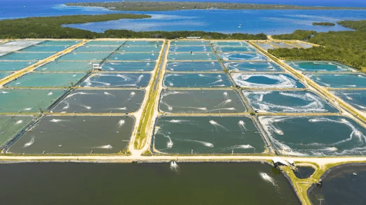 rethinking-trace-minerals-healthier-shrimpcleaner-planet-with-ecotrace